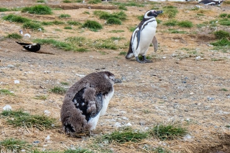 Île Magdalena, l'île aux manchots de Magellan - Bébé pinguin perd son duvet