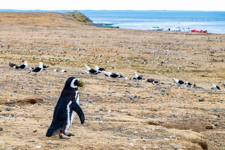 Île Magdalena, l'île aux manchots de Magellan - un pinguin qui prépare son nid