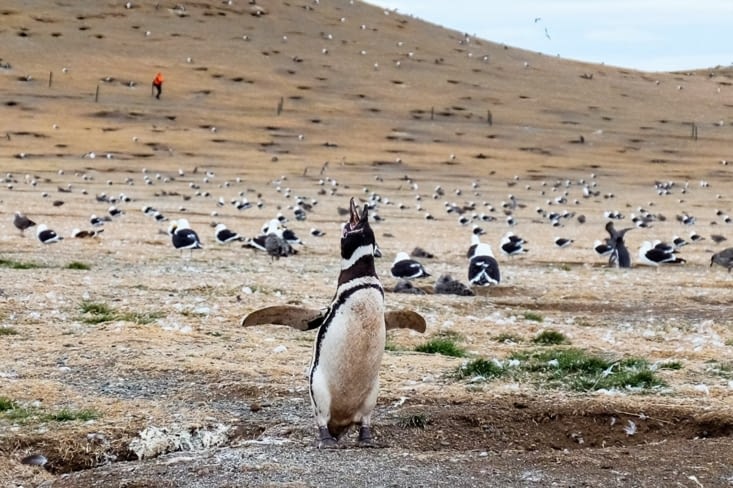 Île Magdalena - Un mâle qui attire les femelles avec son cri semblable à un braillement
