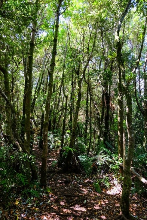 Parc national de Chiloé (à Cucao)