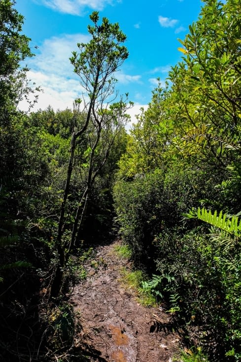 Parc national de Chiloé (à Cucao) - le chemin devient boueux
