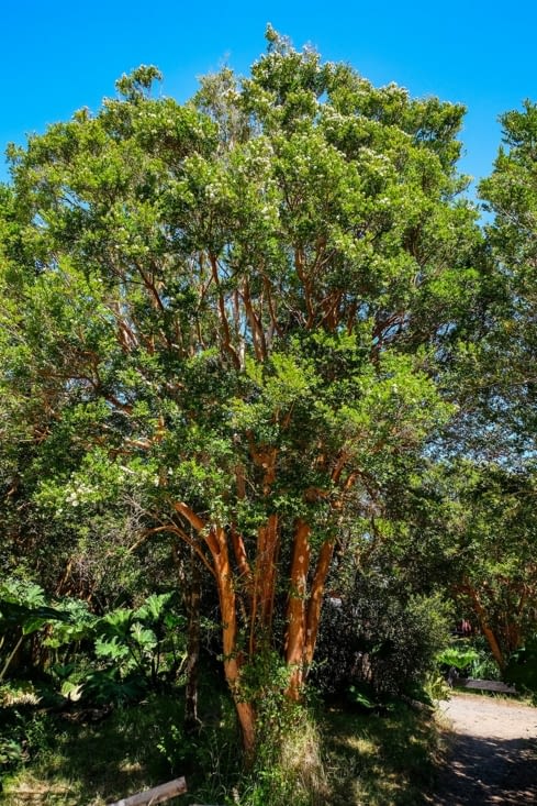 Parc national de Chiloé (à Cucao) - Un arrayán magnifique