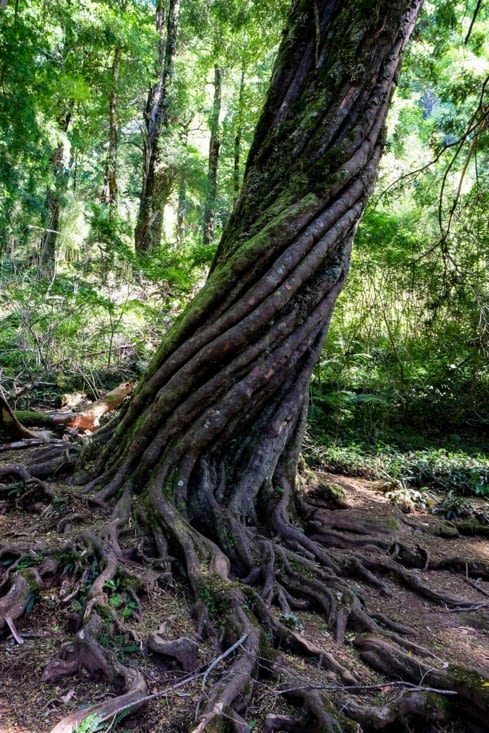 Parc national Huerquehue
