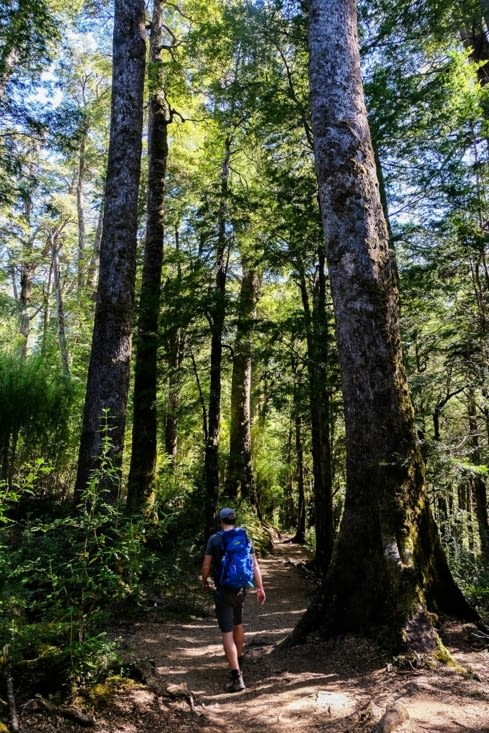 Parc national Huerquehue - François au milieu d'arbres millénaires