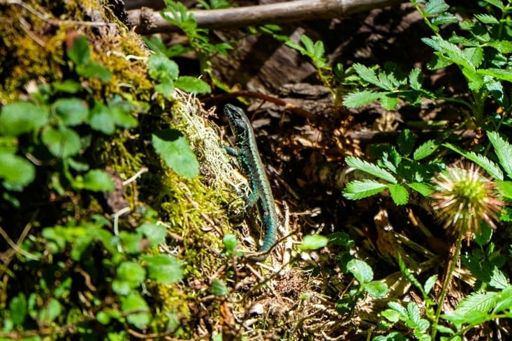 Parc national Huerquehue - petit lézard aux reflets couleur bleu-vert, trop beau !