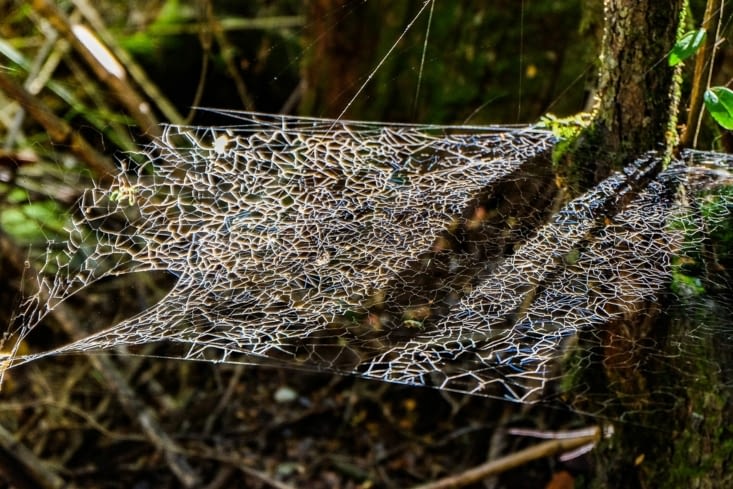 Parc national Huerquehue - une toile d'araignée design
