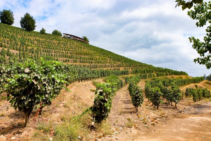 La route des vins - Ventisquero