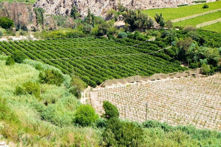 Vallée de l'Elqui - Les vignes de Pisco