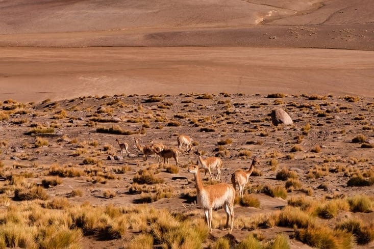 Sur la route retour - des vigognes