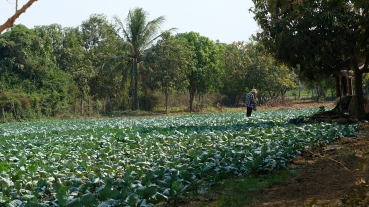 Un champ de choux-fleurs