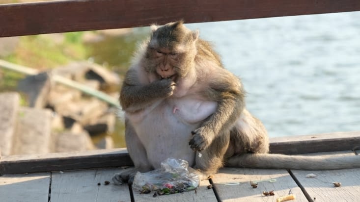 Un singe obèse qui nous a bien fait rire ?
