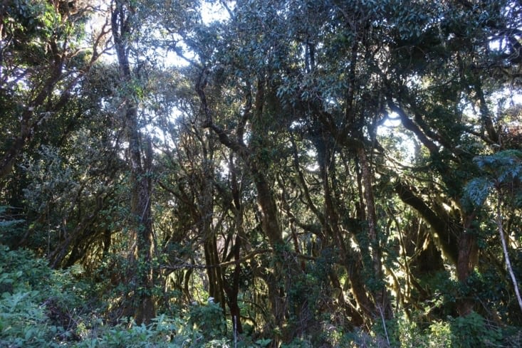 Eucalyptus sur le chemin