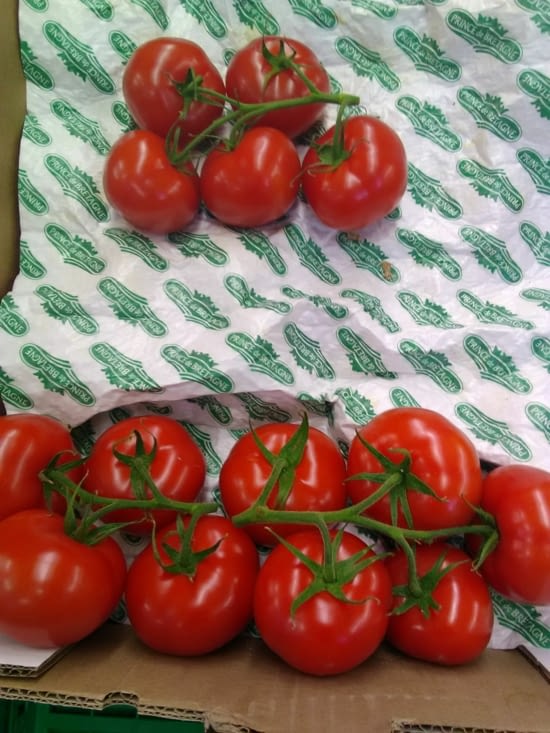 Des tomates Prince de Bretagne !