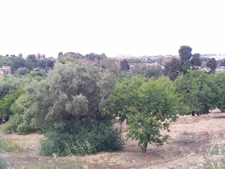 Fruitiers et oliviers avant Agrigente