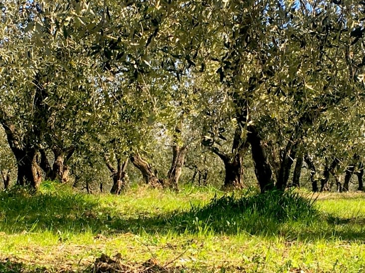 Une des richesse de la Toscane, son huile d'olive.