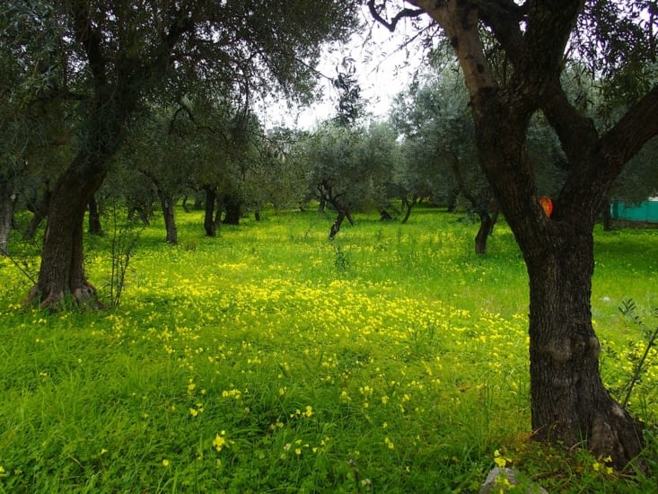 Un champs d'oliviers appelle le printemps