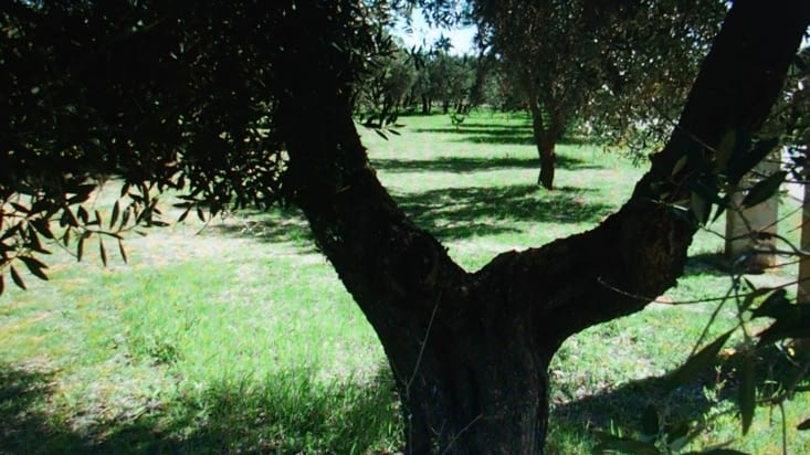 Beau champ d'oliviers séculaire