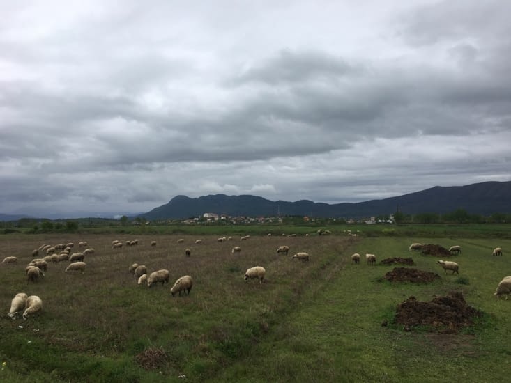 Les moutons ne semblent pas dérangés par la circulation .