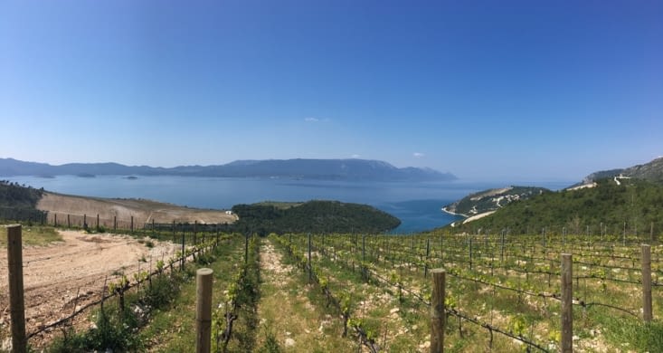 Que beau métier que celui de vigneron, surtout quand on a l'Adriatique comme vue.