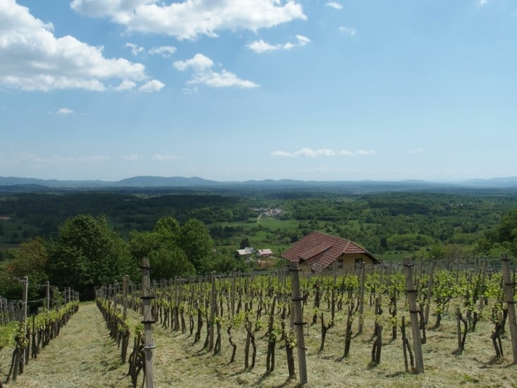 La Slovénie une terre ou l'on cultive la vigne.