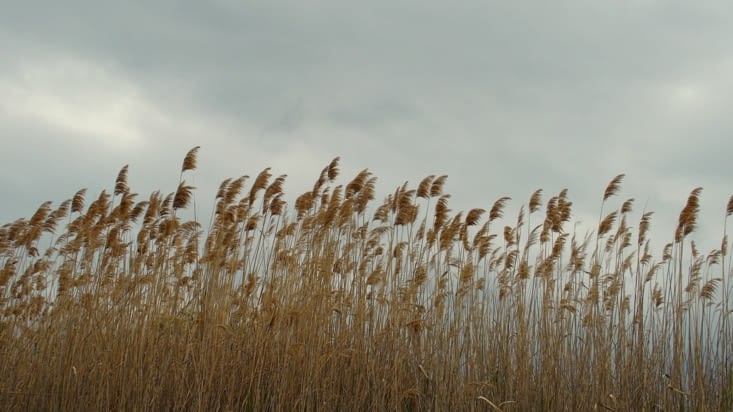 Et souffle le vent !