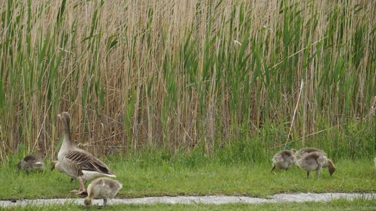 Une oie sauvage et ses poussins
