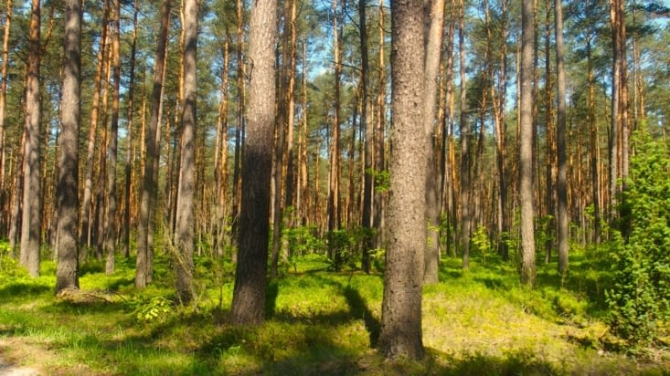 Au milieu d'une forêt de pins et de charmes