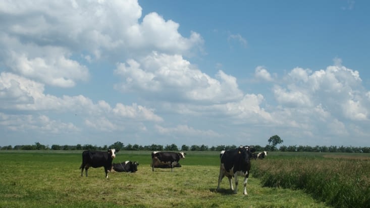 D'habitude c'est les trains qu'elles regardent passer, aujourd'hui c'est Gabriel et Pégase