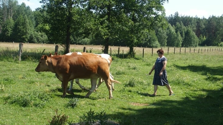 Voila Barbara et ses vaches