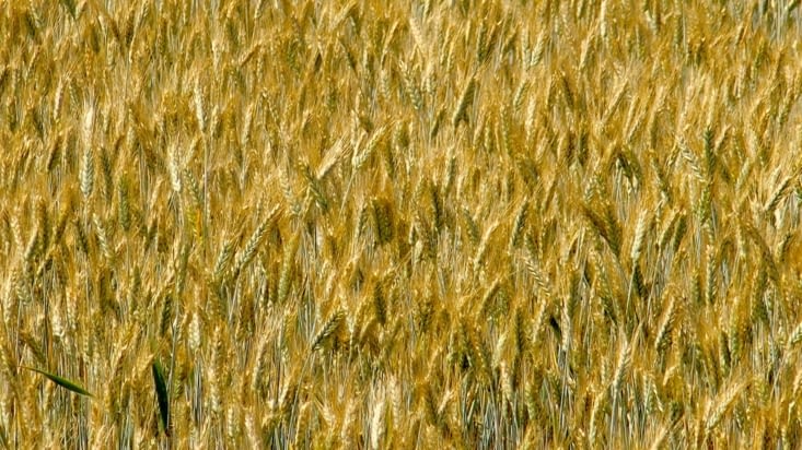 Sur des kilomètres les champs de blé, dorent la paysage.