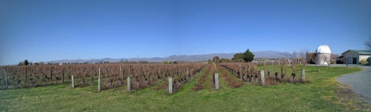 New sustainable vineyards