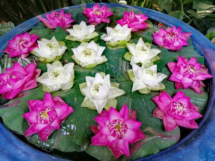 Lotus dans le jardin.