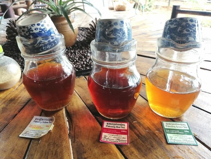 Différents thés produits sur le plateau des Bolavens