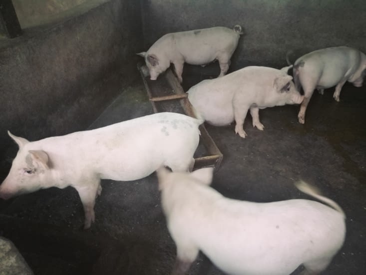 Copains comme cochons.