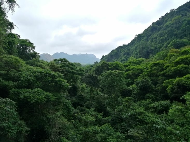 La jungle de Cat Ba.