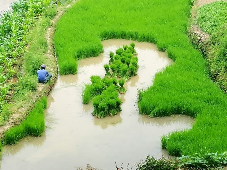 Le repiquage du riz.