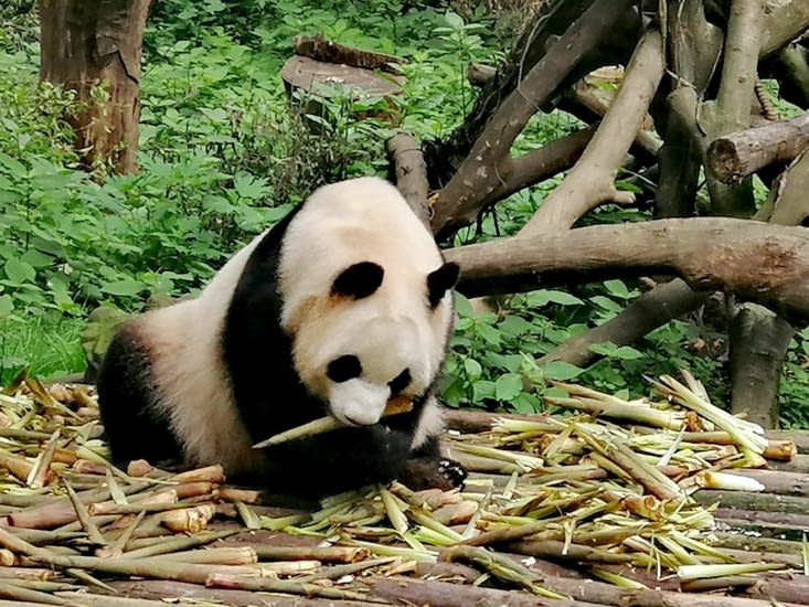 Lundi, du bambou; mardi, du bambou; mercredi, du bambou...