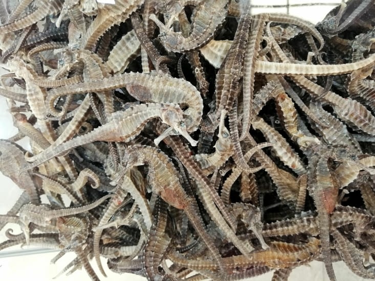 Vertueux hippocampes.