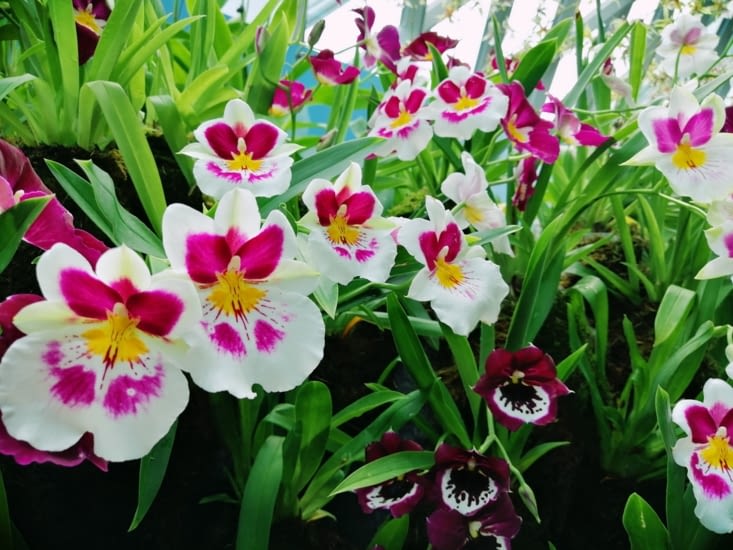 Bouquet d'orchidées.