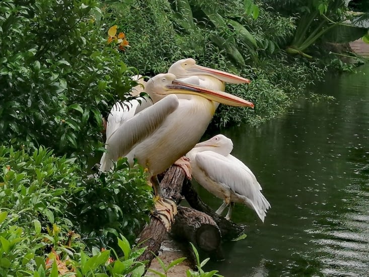 Début de journée au zoo de Singapour avec les pélicans géants.