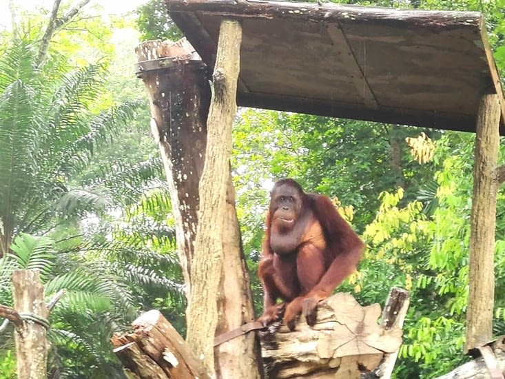 La goitre de l'orang outan.