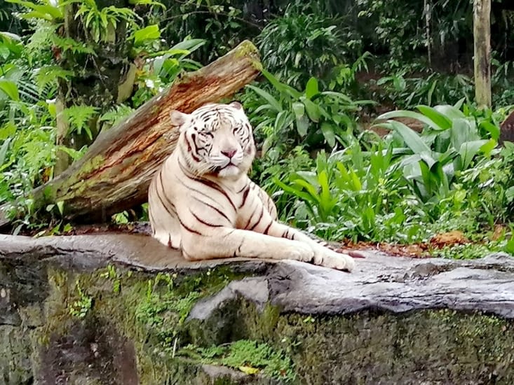 La majestée du tigre blanc.