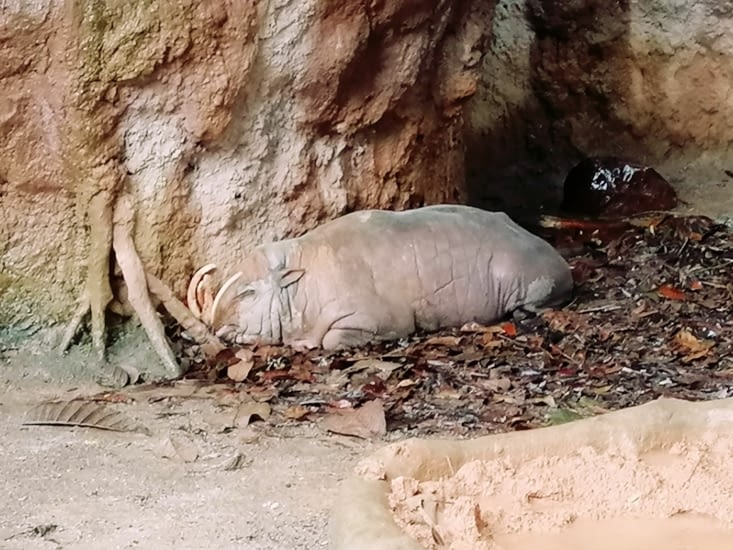 Un babiroussa se prenant pour un caméléon.