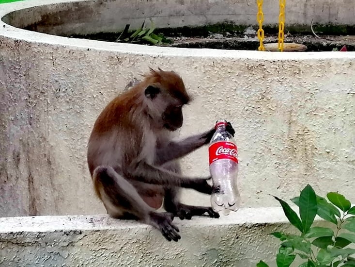 Anthropocène: du coca pour les singes.