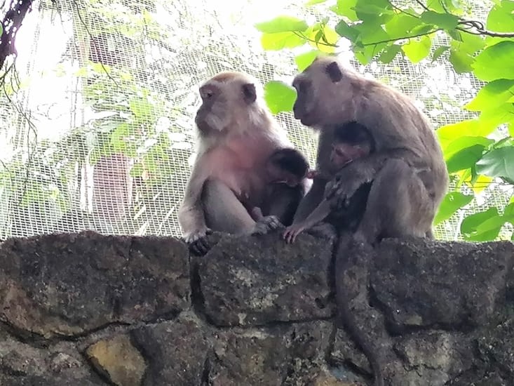 Famille singe en liberté vers le parking d'un jardin publique