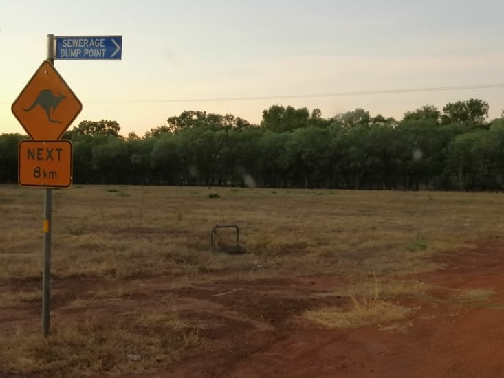 Kangourous aux abords de Mataranka.