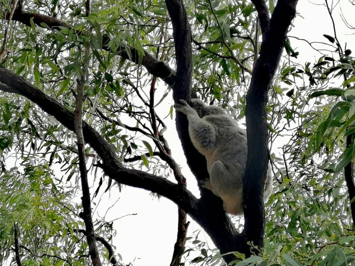 Troisième koala