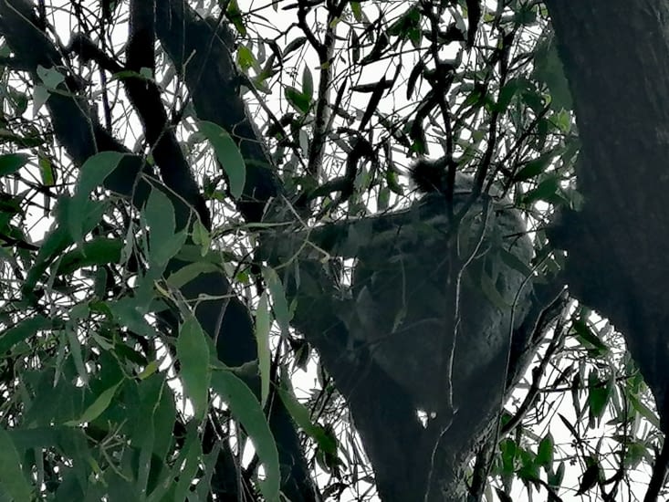 Premiers koalas, une maman avec son bébé