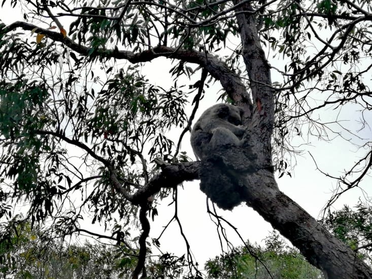 Quatrième koala