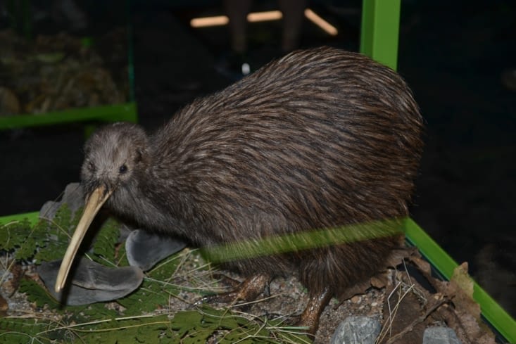 Le kiwi